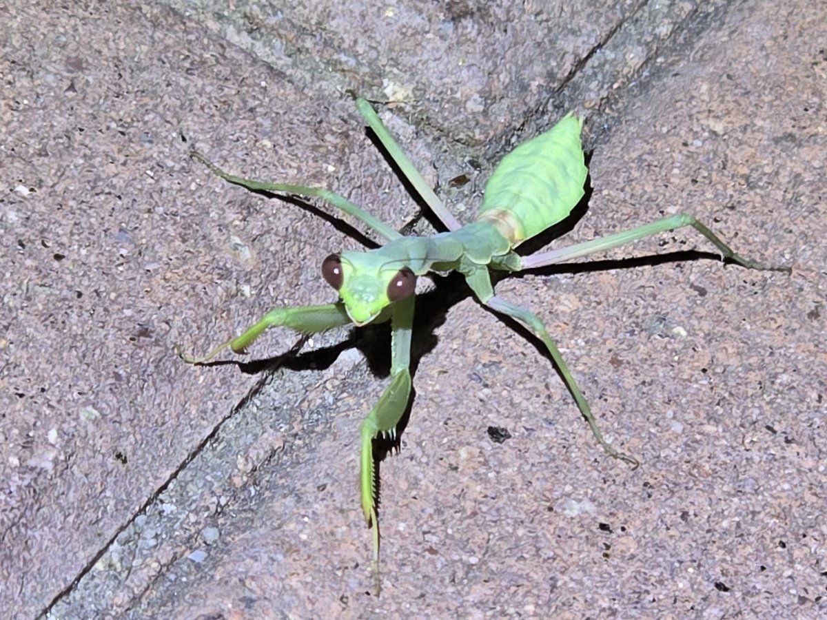 RommelSantor's tweet image. My dog was sniffing this "leaf" before it decided to have a staring contest with me.
(I blinked first.)