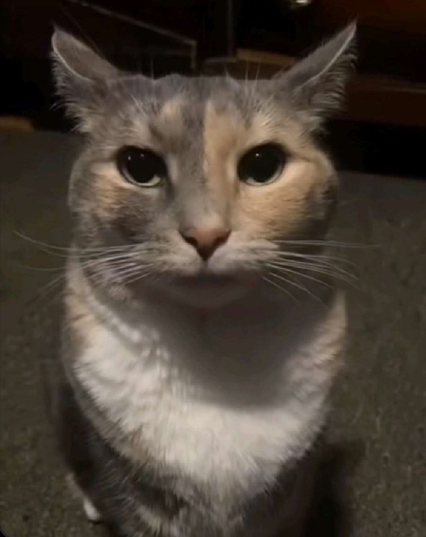 CalicoStare's tweet photo. now's international cat day https://t.co/SJB15opov1