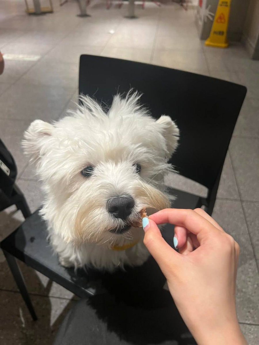 Russell01574057's tweet photo. Eat delicious😁🐶 https://t.co/G0eqgjUbTI