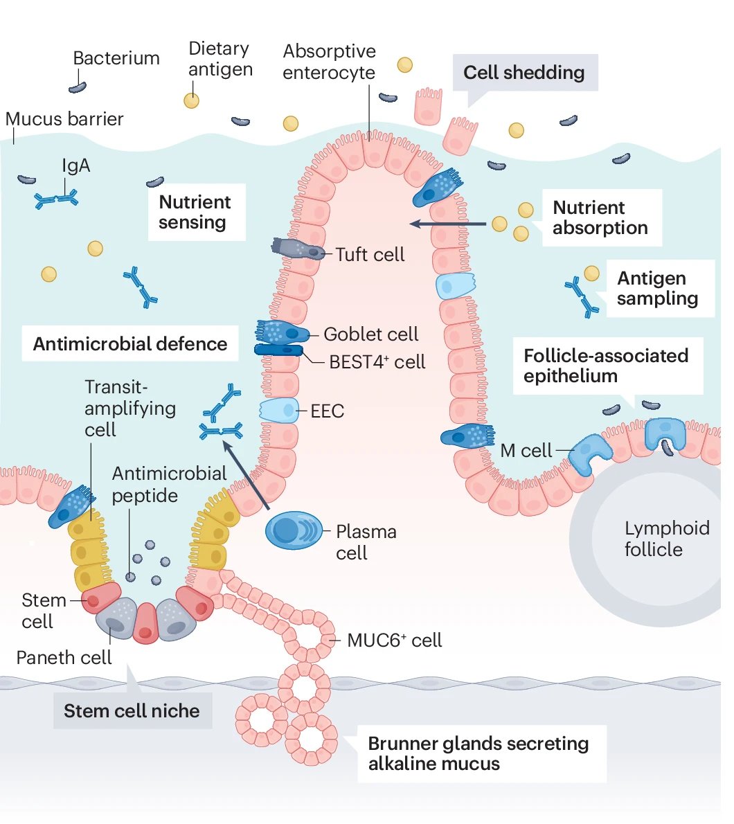 Intestinal Cell News (@intestinal_cell) on Twitter photo A review that is not to be missed! 📚
<a href="/GreatOrmondSt/">Great Ormond Street Hospital for Children</a> researchers review how the architecture and cellular organization of the proximal small #intestine supports its integrated functions in nutrition, metabolism, and immune homeostasis.
💡 go.nature.com/4fGalft A review that is not to be missed! 📚
<a href="/GreatOrmondSt/">Great Ormond Street Hospital for Children</a> researchers review how the architecture and cellular organization of the proximal small #intestine supports its integrated functions in nutrition, metabolism, and immune homeostasis.
đź’ˇ go.nature.com/4fGalft