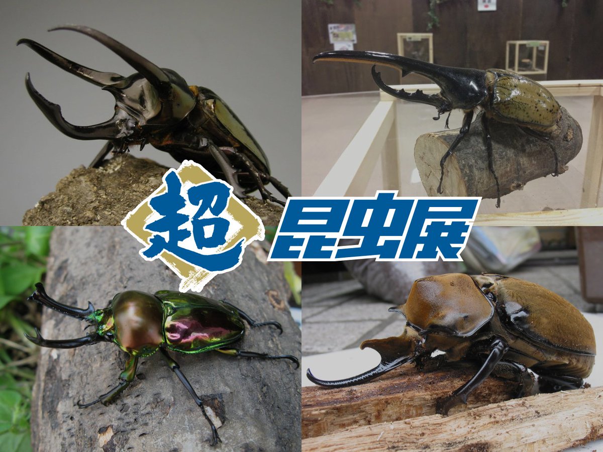 ヘラクレス　オオクワガタ 8b9cdbbff06d766d52de7ff39fe487