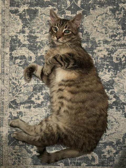 PetfindToronto's tweet image. #RATHBURN #THEEASTMALL  Pls RT2unite #FOUND #CAT- 6-Aug-24 #Toronto Animal Services A0984501 #PUBLIC L&amp;amp;F 416-338-7297 BRN TABBY DSH F/10Yr