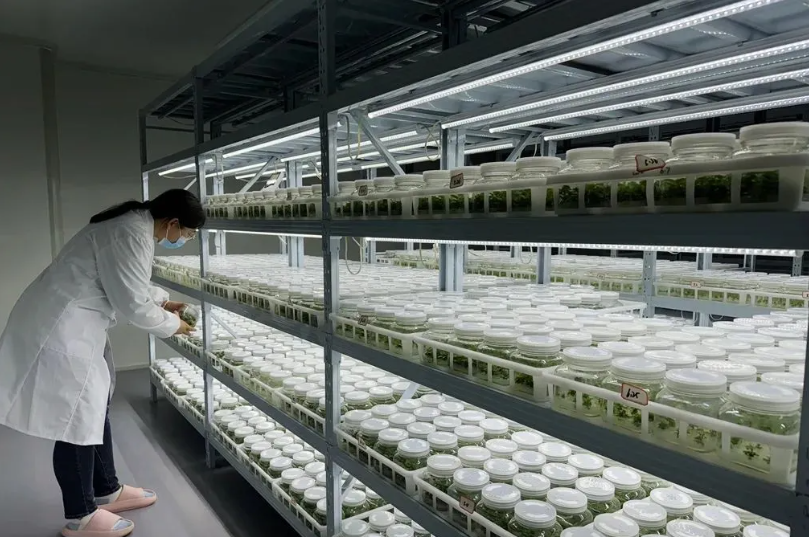 PDChina's tweet photo. China's Idesia polycarpa #SpaceBreeding base has welcomed the successful seedling of the 1st batch of seeds that traveled on Shenzhou-16 mission in 2023. The seedlings in Xuanwei, southwest Yunnan will be cultivated next, focusing on high oil content and strong cold resistance. https://t.co/YhyrGXHxoG