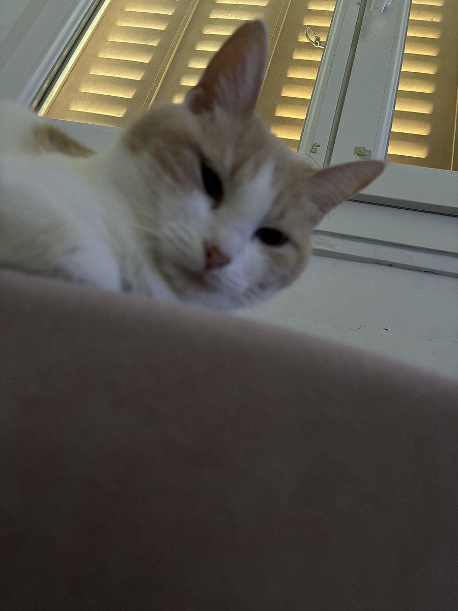 haikyaiba's tweet image. international cat day et jsuis pas avec elle #pleure