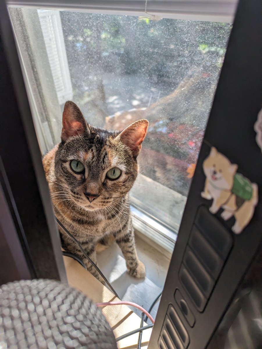 basiltxt's tweet photo. it's international cat day so here's sweet baby bellona pics 💖 https://t.co/DRPCgBd2eP