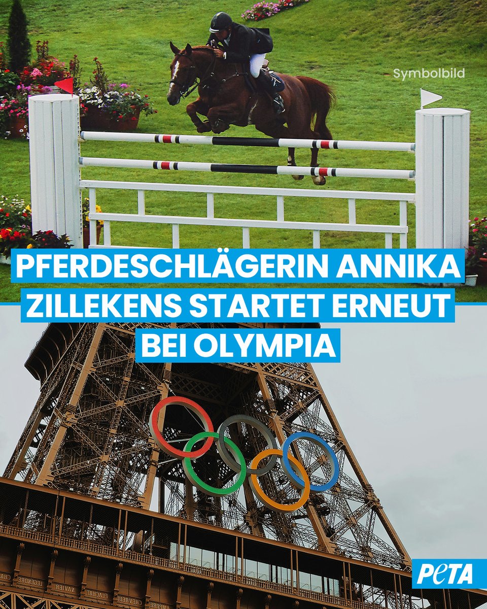 PETADeutschland's tweet photo. Trotz massiver Tiermisshandlungen darf Annika Zillekens 2024, genauer gesagt MORGEN, erneut bei den Olympischen Spielen antreten. 🐎💔

 #Pferde mit Gewalt über Parcours zu zwingen muss ein für alle Mal der Vergangenheit angehören! 📝👇️ https://t.co/7gBTVah5ou https://t.co/jhiAu2zZQw