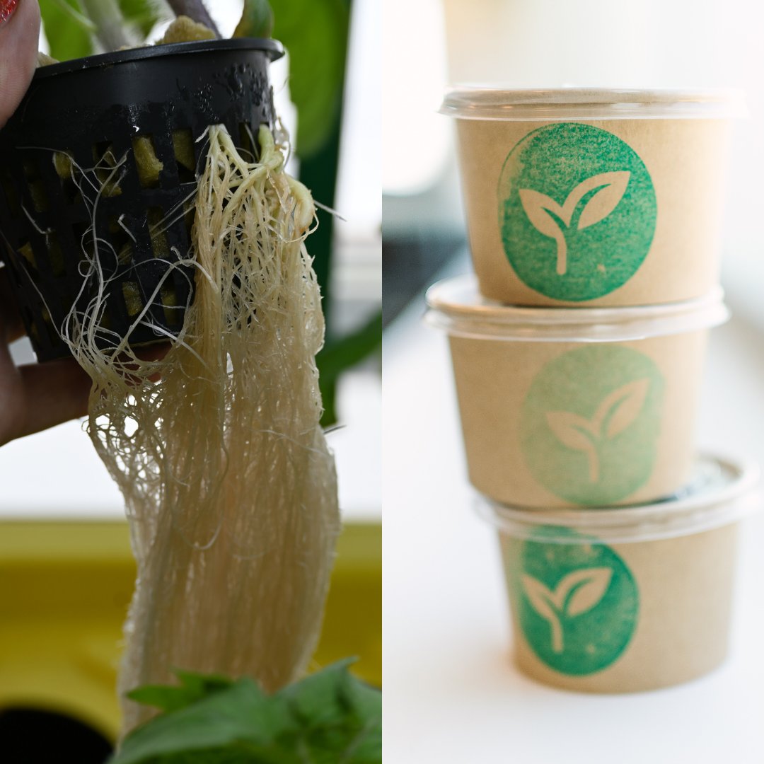 'Lettuce' grow together and 'sprout' some joy in the garden of life! 🌱 #PunnyPlants