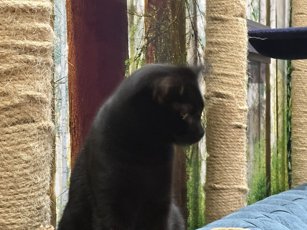 vgudge's tweet image. Excited to be @KittyCafeUK1 what a clam and lovely experience thanks for a great hour! #Birmingham