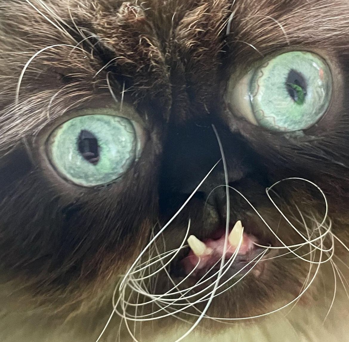 xrpmaxibull tweet media