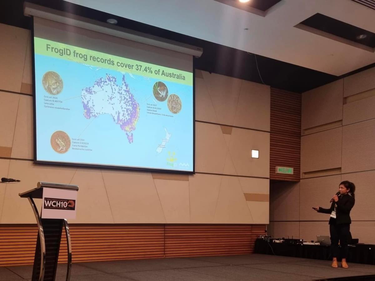 FrogIDAus's tweet photo. Jodi, Nadiah, and Grace proudly represented @FrogIDAus at the 10th World Congress of Herpetology, sharing groundbreaking insights from your #FrogID submissions! Emily, Tim, Eli, Britt, and Sam from the @austmus @AustmusResearch team also showcased amazing frog research! 🐸
#WCH10 https://t.co/oFmW3ICeLB