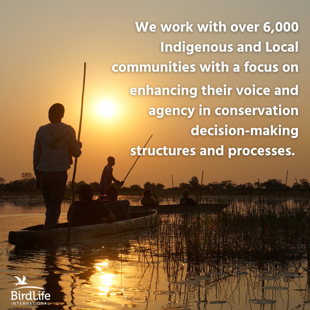 On this #WorldIndigenousPeoplesDay, discover the crucial role of Indigenous communities across the BirdLife Partnership.✨🌿

Learn more here: birdlife.org/news/2024/05/2…

#IndigenousPeoples #IndigenousRights #IndigenousVoices #Biodiversity #CulturalDiversity #ProtectOurPlanet