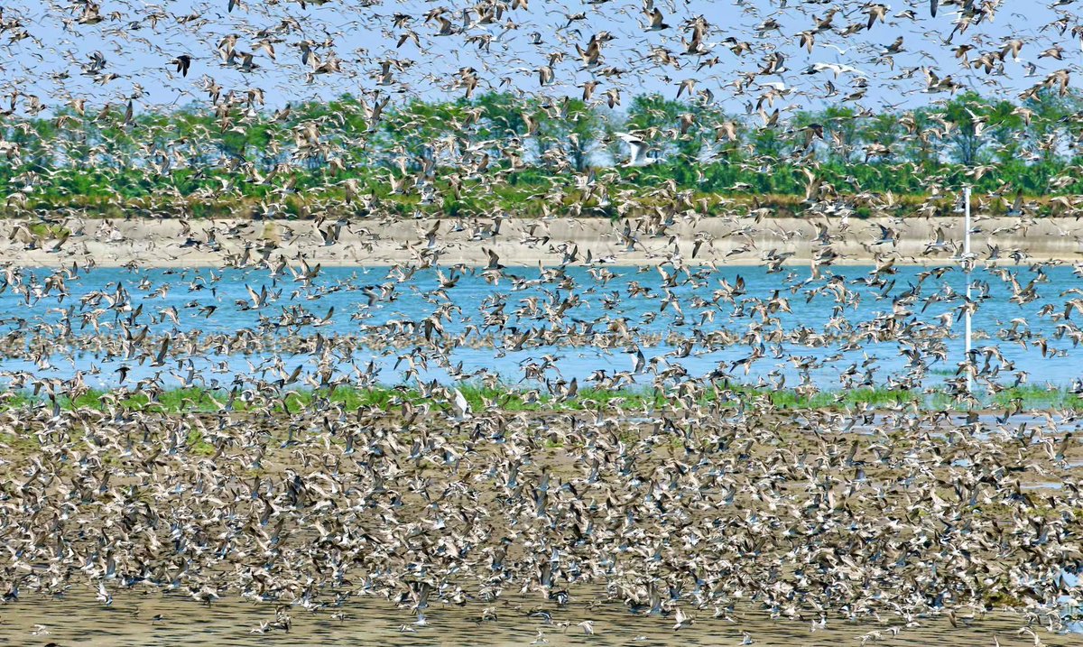 Amazing news from "720 acre" roost site created at Tiaozini in China's Yellow Sea #WorldHeritage Site: Beijing Forestry Uni. counted 188546 waterbirds of 32 spp incl 86700 Great Knot, 1630 Nordmann's Greenshank, 5 Spoon-billed Sands &amp; 240 Eastern Curlews! x.com/numenini/statu…