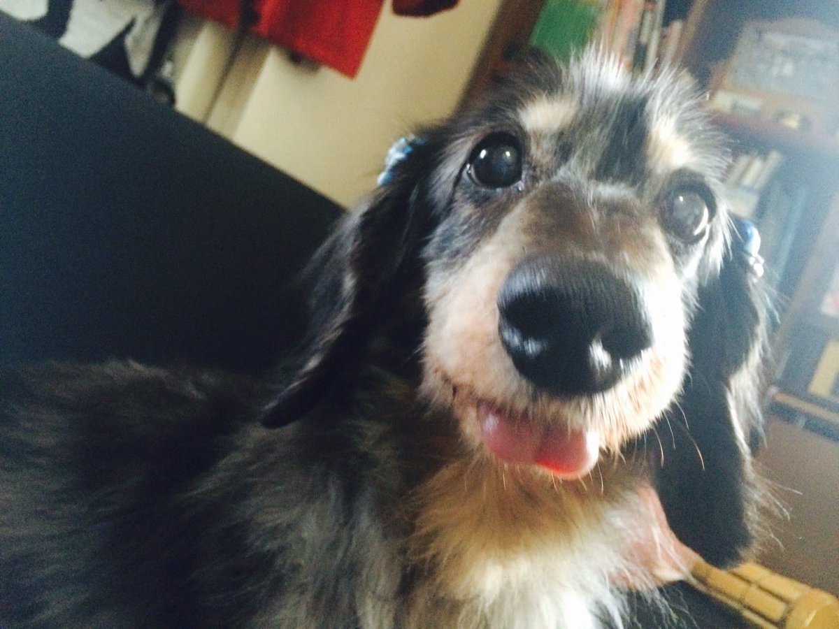 anjusan0401's tweet photo. 毎日暑いですね🥵
今日は、先代🐶シュートの8回目の
命日です。
会いに来てくれるかなぁ https://t.co/JFgF8WmuBf