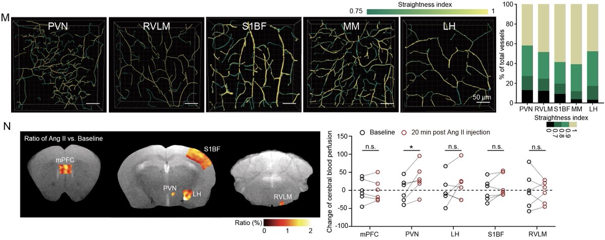 Distinct vasculature topology renders microglia in the PVN more responsive to blood-borne signals, thereby microglia can transmit hemodynamic disturbance to sympathetic neurons.
 
sciencedirect.com/science/articl…