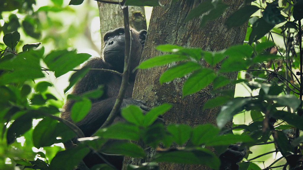 🤩 We are thrilled that our Natural History Unit has been nominated for three Panda Awards including:

💚NDR Series Award - Planet Earth III
💚Production Management Team Award- 
Frozen Planet II
💚MUSIC - Mammals – Forest.

Best of luck to you all! 🌟