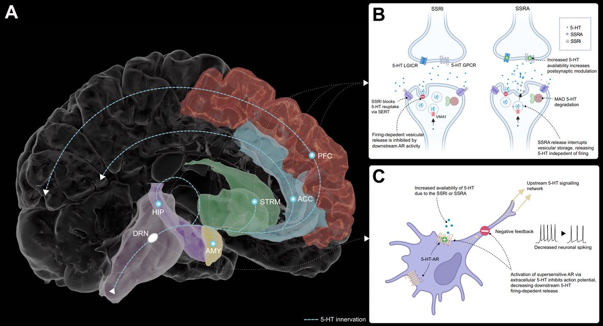 Michael Colwell (@michaeljcolwell) on Twitter photo New paper in Nature Comms <a href="/NatureComms/">Nature Communications</a> !
If you're interested in serotonin and its influence on human behaviour, you may enjoy our new paper. We use a now-available method to increase brain serotonin that differs from conventional methods (e.g., SSRIs).
nature.com/articles/s4146… New paper in Nature Comms <a href="/NatureComms/">Nature Communications</a> !
If you're interested in serotonin and its influence on human behaviour, you may enjoy our new paper. We use a now-available method to increase brain serotonin that differs from conventional methods (e.g., SSRIs).
nature.com/articles/s4146…