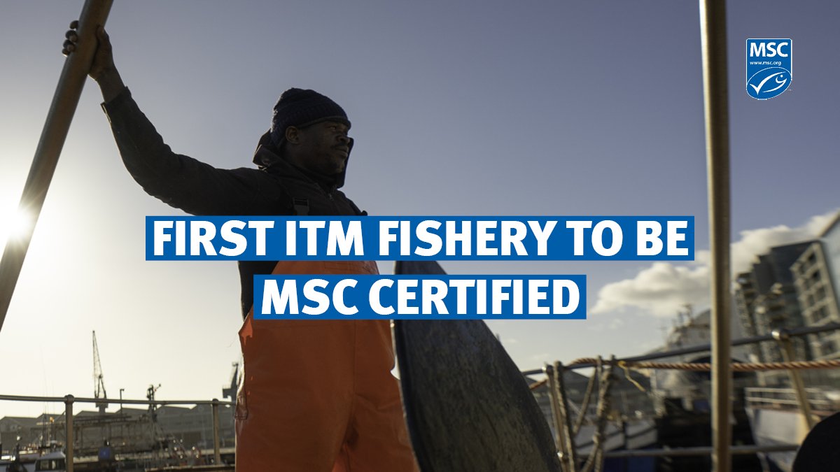 MSCecolabel's tweet photo. 📢🙌 1st fishery in our ‘In-Transition to MSC’ (ITM) program has achieved MSC certification! https://t.co/UzWw6ksgp6

@ICVtuna representing a unit of the South African albacore tuna pole &amp; line fishery, joined our ITM program in 2020 - and now they're officially certified! https://t.co/OR8Y1jr3rP