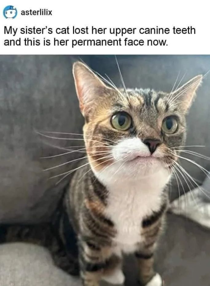 WholesomeMemes (@wholesomememe) on Twitter photo 