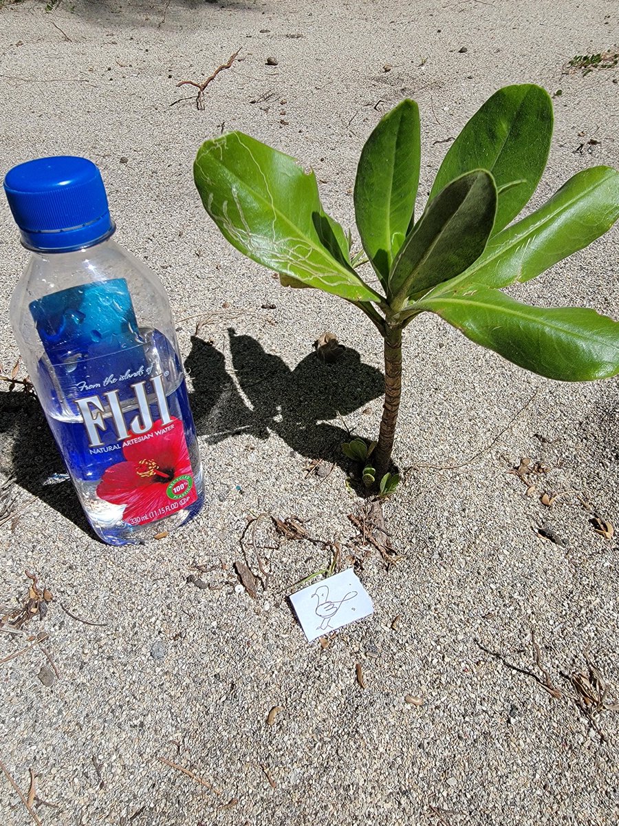 Day 4 in Fiji 🌺 we awoke early again to see the sunrise &amp; again after breakfast we heard the Manta drum. Such beautiful creatures!

After lunch we snorkelled with some of the most beautiful coral we had ever seen. Later we dedicated a small tree to my late dad (the 9th to date).