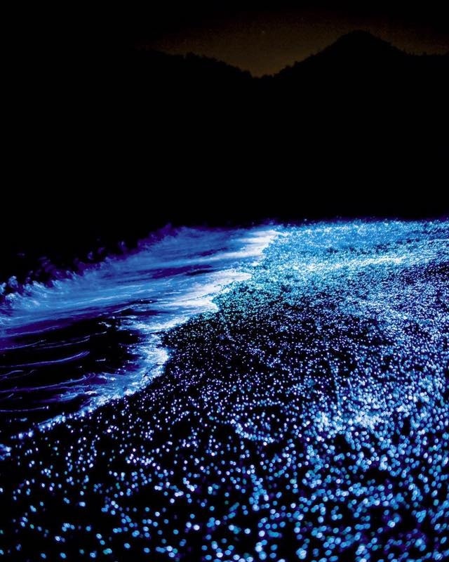 Nel giorno che ricorda l'orrore di Nagasaki scelgo di concentrarmi sulla fragilità della bellezza. Ecco 海ほたる «lucciole di mare» che vivono del difficile equilibrio marino.

Ciò che di più bello esiste al mondo è delicato, si rompe facilmente. Necessita della nostra protezione