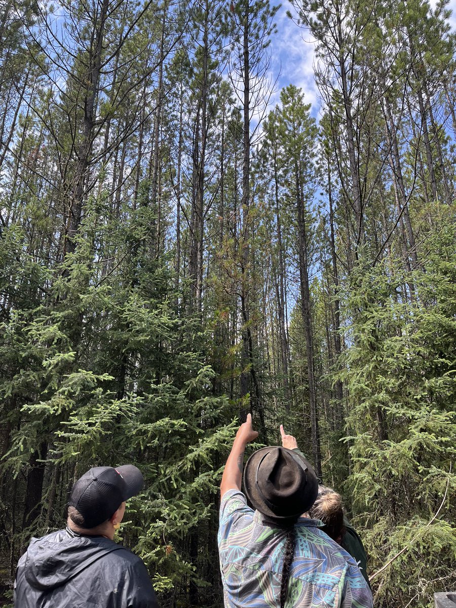 Indigenous Education Council tweet media