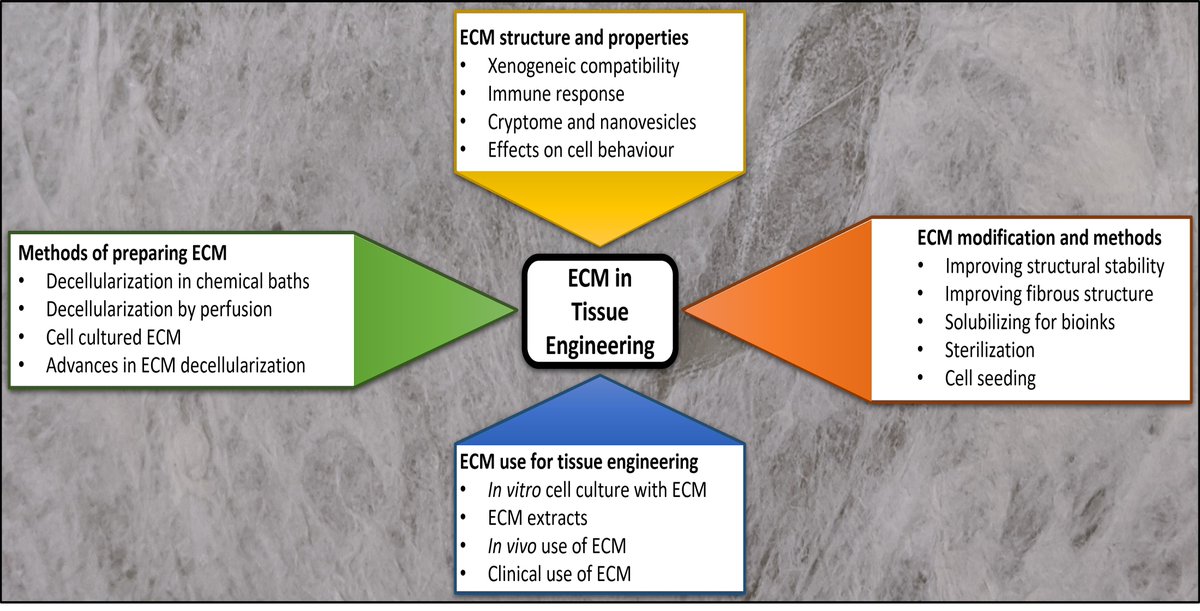 JFB_MDPI's tweet image. 🔔#JFB_MDPI Welcomes you to read one of our publications &quot;Preparation and Use of #Decellularized #Extracellular #Matrix for #Tissue #Engineering&quot; by Dr. Suresh Verma et al.

✅Link: brnw.ch/21wLKPj

#MDPI #openscience #openaccess #publishing #review #biomaterials