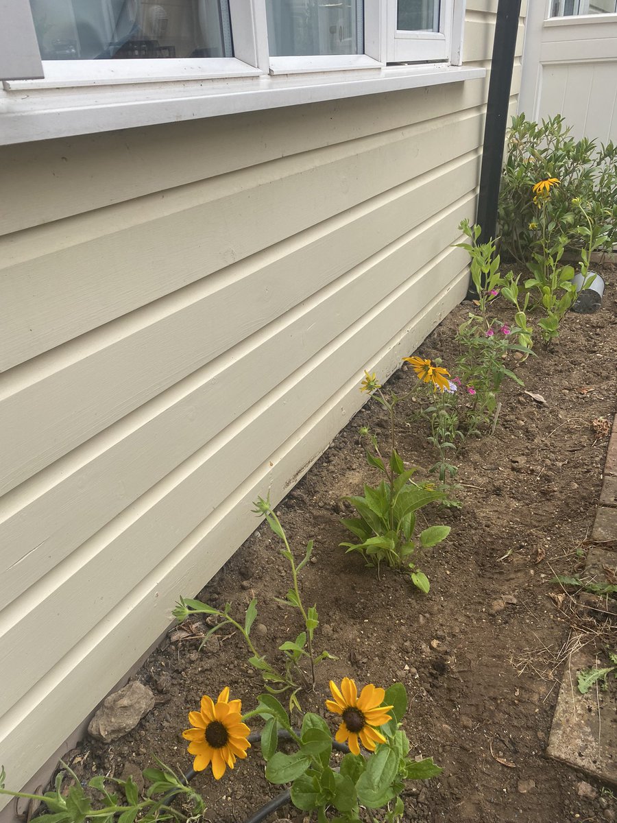 The garden is coming along nicely. Some new plants planted  ready to grow🪴 🌷