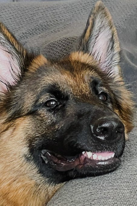 Ridiculous ❤️😂 my moose! Show your pet please below!!! https://t.co/chMsTp815O<a href="/tag/horsemanship"class="tags"><span>#horsemanship</span></a>