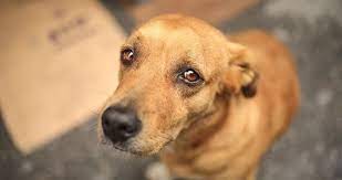 Katliamı durdurun!
#AltindağdaKatliamVar