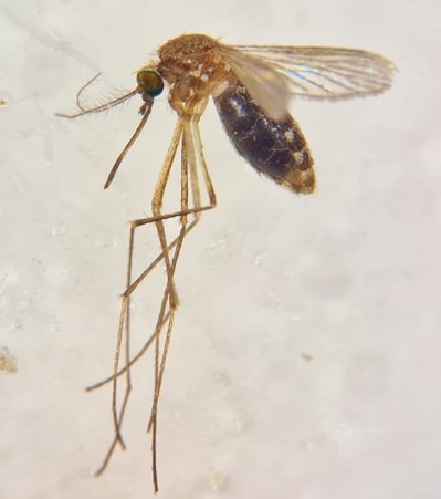 ➡️These small ones are not Cx. pipiens but Cx. perexiguus filled with blood 

The latter is considered an important vector of WNV among birds in natural areas 

Analysis of their blood content will allow us to better understand the transmission cycles of the WNV

<a href="/FiguerolaLab/">FigueroLab</a>