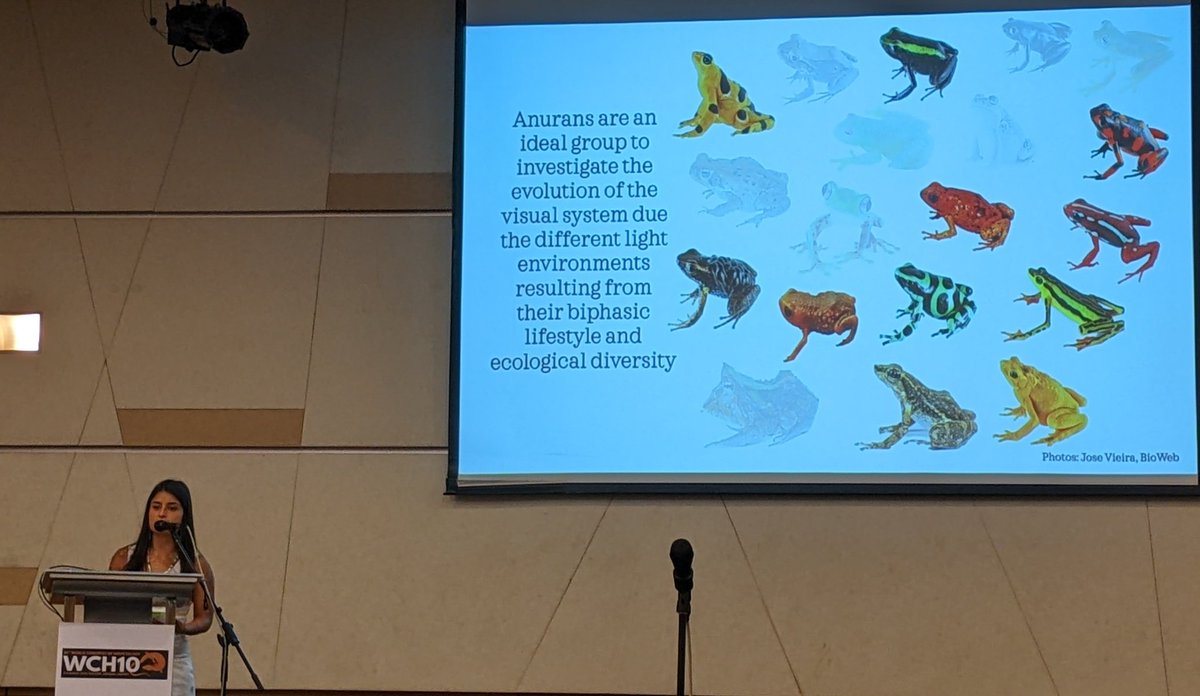 Emma Steigerwald (@emmasteigerwald) on Twitter photo Evolution of the ๐ vision ๐ side of visual signaling in frogs-- great work by <a href="/majonavarrete4/">Majo Navarrete Mendez</a> in the <a href="/frogsicles/">Dr. Rebecca (Becca) Tarvin ๐ธ โ ๏ธ ๐ ๐๐ชฐ</a> lab! Evolution of the ๐ vision ๐ side of visual signaling in frogs-- great work by <a href="/majonavarrete4/">Majo Navarrete Mendez</a> in the <a href="/frogsicles/">Dr. Rebecca (Becca) Tarvin ๐ธ โ ๏ธ ๐ ๐๐ชฐ</a> lab!