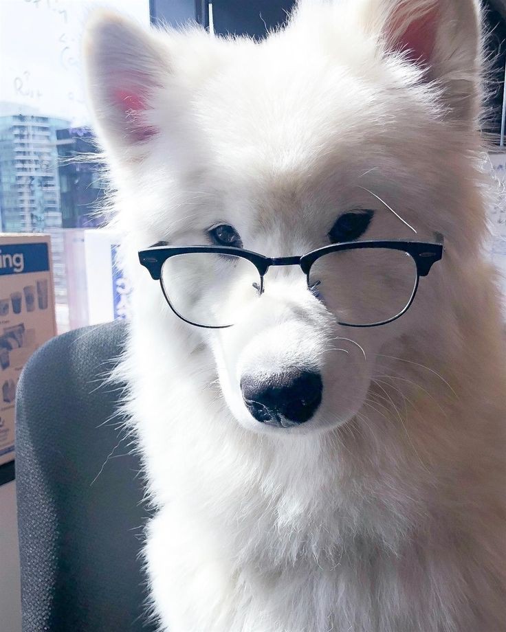 JJ_PKW's tweet photo. 👓 ? https://t.co/v9rBL70ePq