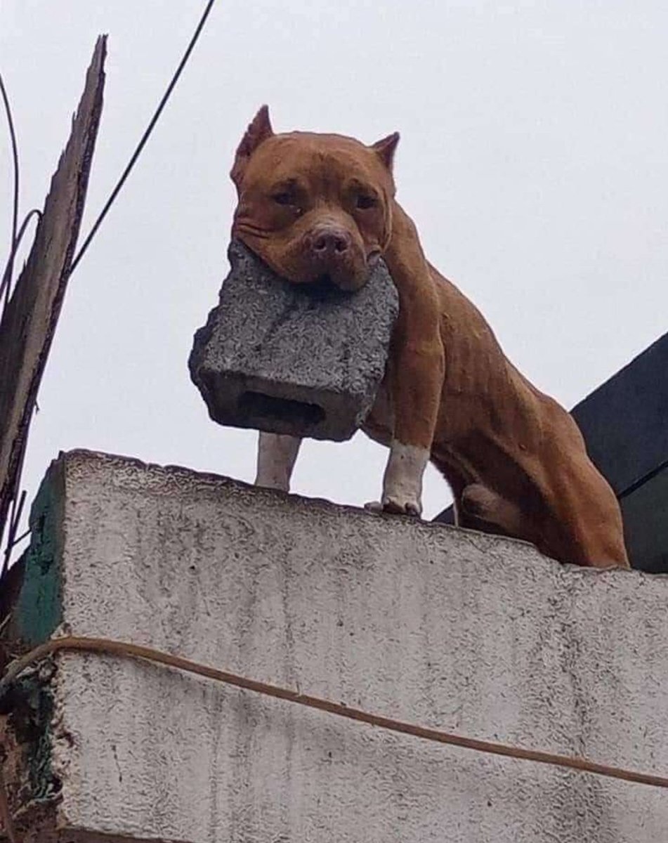 🚨Notícias Rio N.t S.G 🚨 tweet media