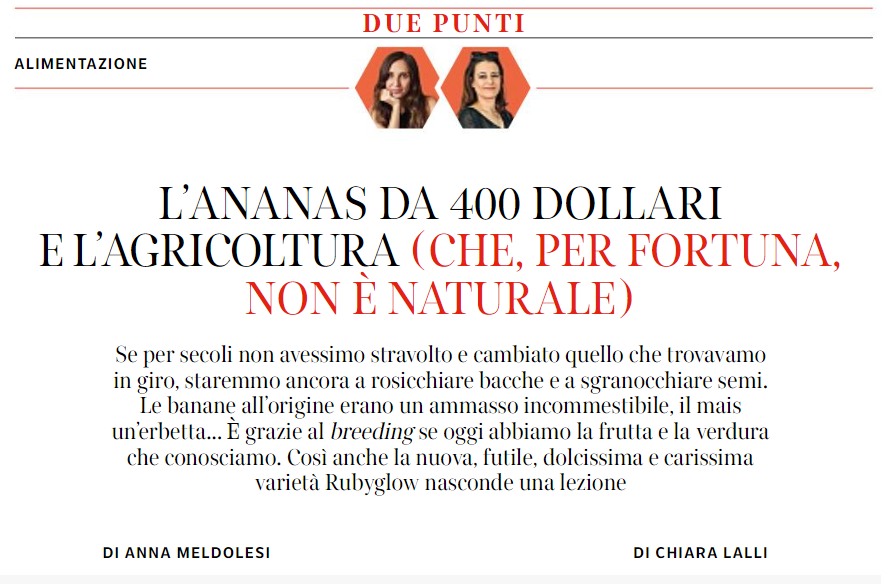 annameldolesi's tweet image. Tendenze gourmet extralusso nel #breeding vegetale. Magari fra qualche anno anche la classe media potrà permettersi l'🍍rubino nelle occasioni speciali, intanto (non potendo assaggiare) ci ragioniamo sopra (oggi su @7Corriere insieme a @chiaralalli) #ananas #Rubiglow #DuePunti