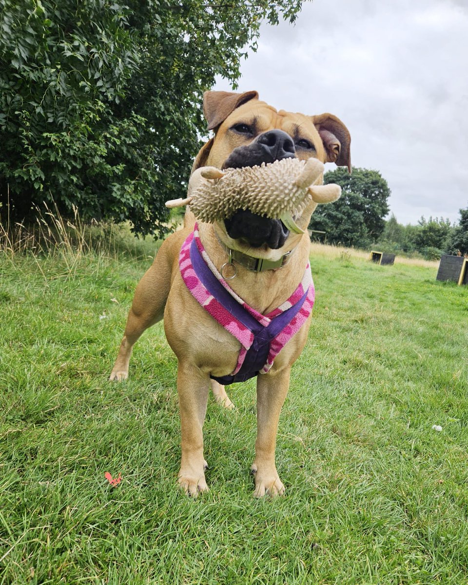 DT_Leeds's tweet photo. Spectacular #FridayVibes with Lovely Lexi today! 🎉
This gorgeous girl is still waiting to find her PAWfect match.
Meet her 👉 https://t.co/ptXxkpiIan
#PlayBow #RescueDog #AdoptDontShop #FridayFeeling #AdoptADog #Adoptable #Leeds #Happyface #Playtime #Friyey @DogsTrust https://t.co/tFvrS8IiCd