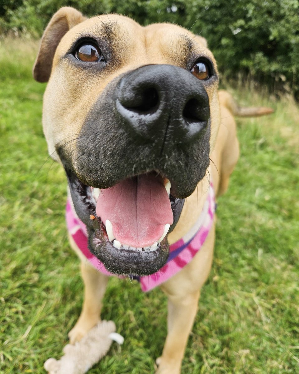 DT_Leeds's tweet photo. Spectacular #FridayVibes with Lovely Lexi today! 🎉
This gorgeous girl is still waiting to find her PAWfect match.
Meet her 👉 https://t.co/ptXxkpiIan
#PlayBow #RescueDog #AdoptDontShop #FridayFeeling #AdoptADog #Adoptable #Leeds #Happyface #Playtime #Friyey @DogsTrust https://t.co/tFvrS8IiCd