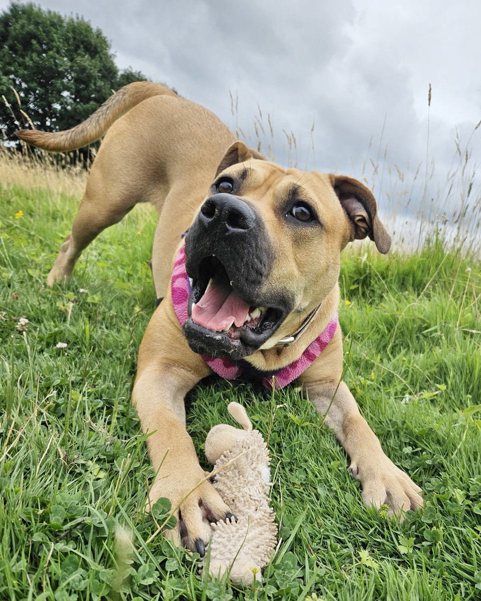 DT_Leeds's tweet photo. Spectacular #FridayVibes with Lovely Lexi today! 🎉
This gorgeous girl is still waiting to find her PAWfect match.
Meet her 👉 https://t.co/ptXxkpiIan
#PlayBow #RescueDog #AdoptDontShop #FridayFeeling #AdoptADog #Adoptable #Leeds #Happyface #Playtime #Friyey @DogsTrust https://t.co/tFvrS8IiCd