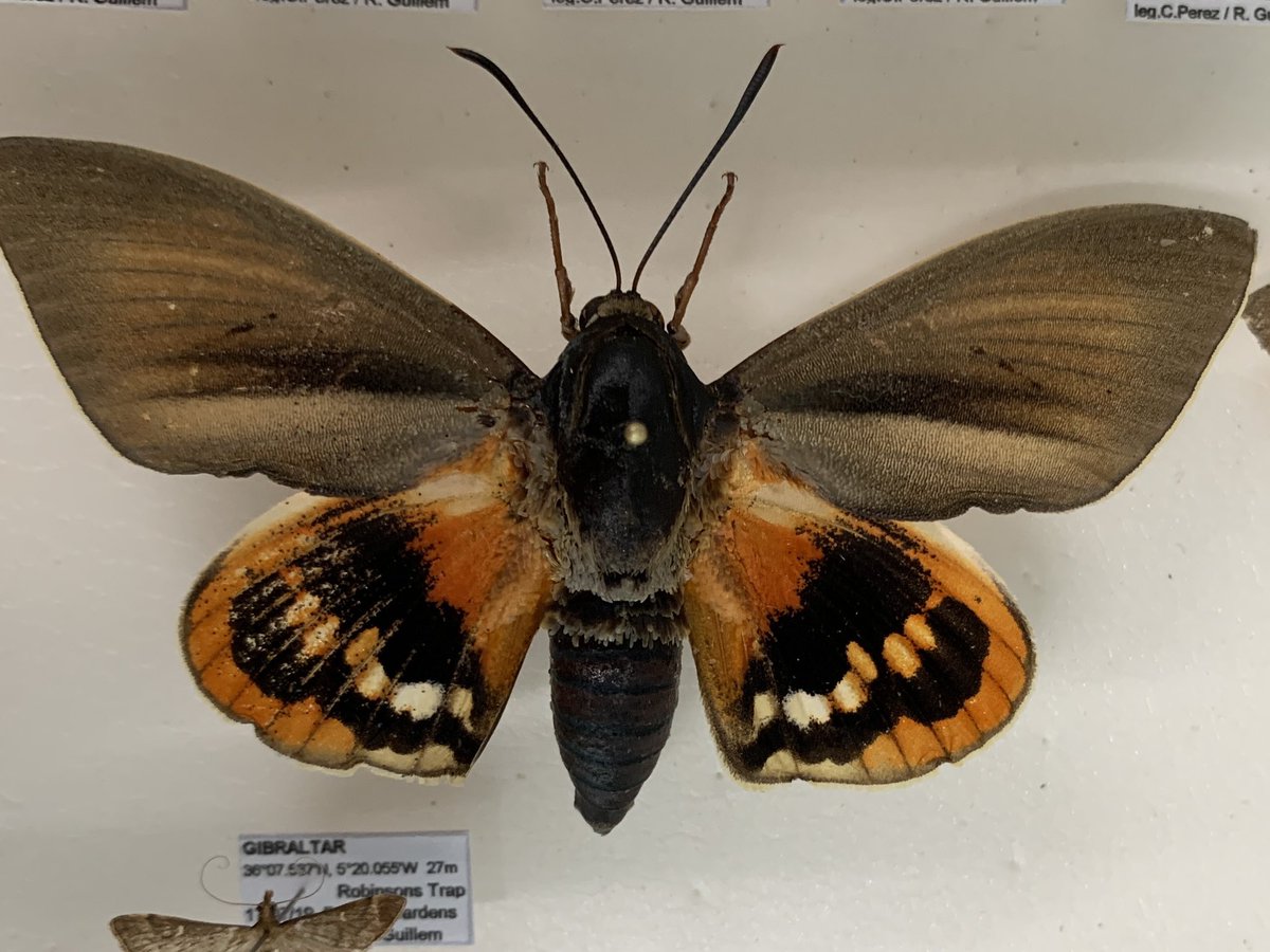 antqueeny's tweet photo. Just some of the #moth #pest species we’ve found. The impressive looking  Palm moth Paysandisia archon and the Box tree moth Cydalima perspectalis #mothsmatter #entomology #mothmonitoring #gibraltar https://t.co/hz35lGG7l8