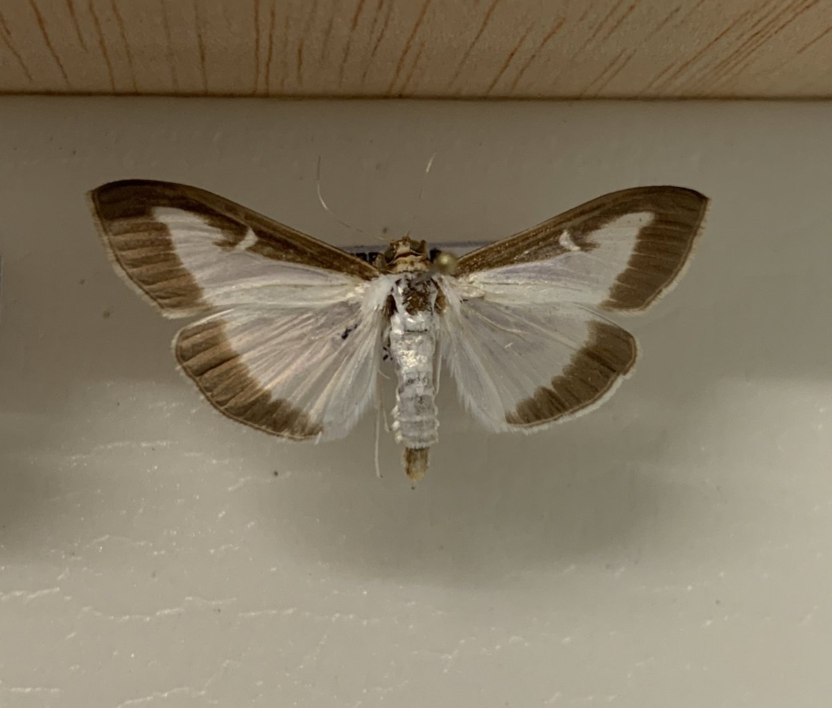 Just some of the #moth #pest species we’ve found. The impressive looking  Palm moth Paysandisia archon and the Box tree moth Cydalima perspectalis #mothsmatter #entomology #mothmonitoring #gibraltar