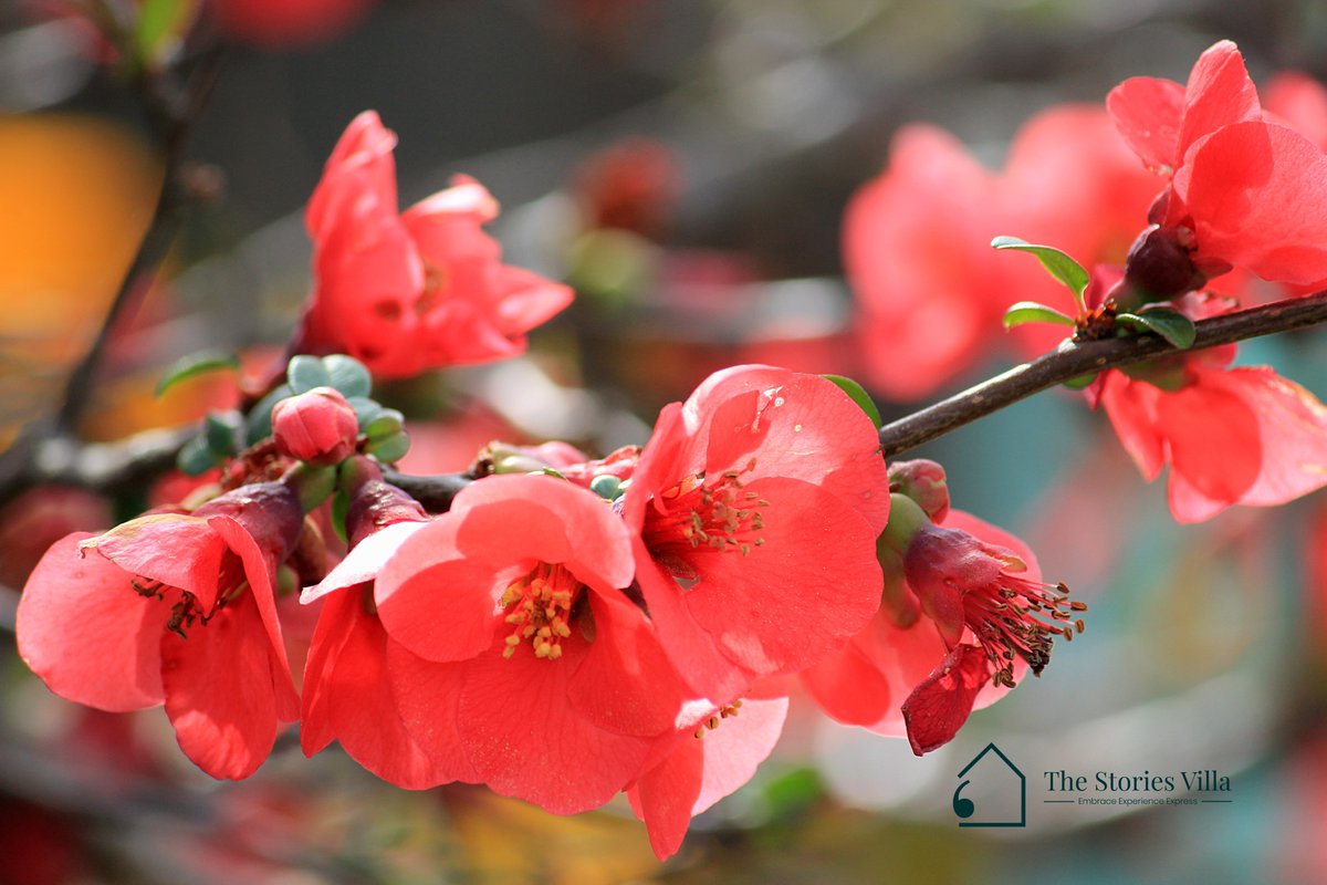 StoriesVilla's tweet photo. Nature is the best and most beautiful storyteller! How often do you notice its wonders? Don’t just click pictures when you travel; embrace, experience, and express.

#PictureOfTheDay #FlowersOnFriday #TravelInspiration #travelbloggers #amazingthings #beautifulflower #TheStoriesVilla