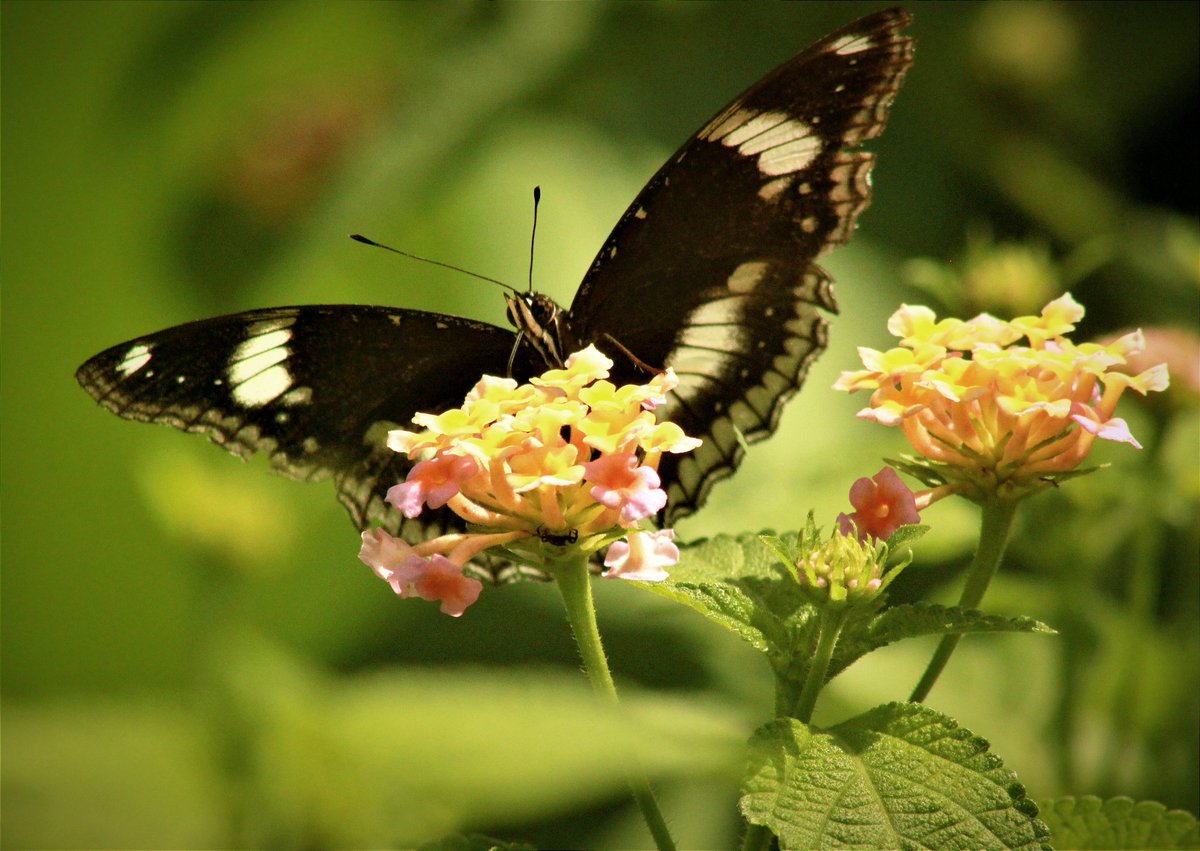 3d_india's tweet image. #FlutterbyFriday