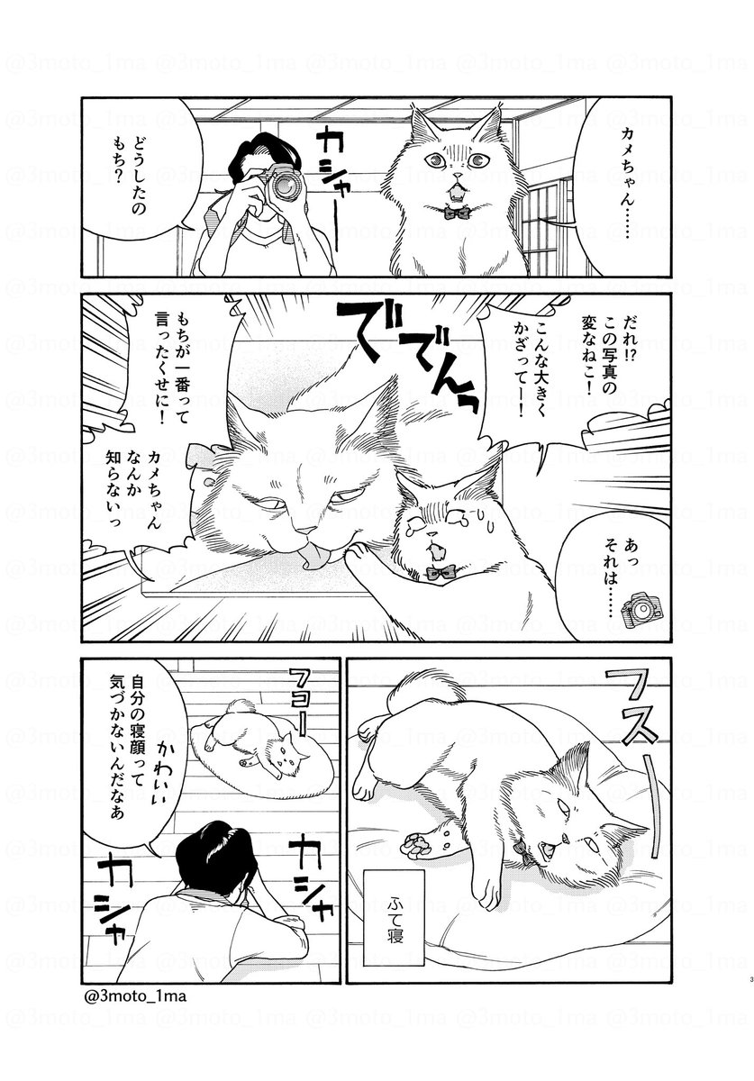 「ねこレンタルサービス」 モデル撮影 担当:もち(1/2)  #漫画が読めるハッシュタグ
