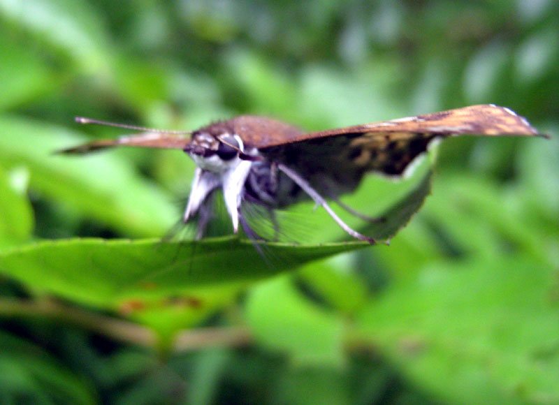 3d_india's tweet image. #FlutterbyFriday