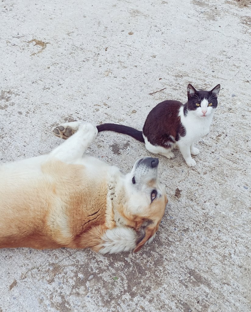 Kalbinde merhamet olmayana cennet yoktur. Hz. Muhammed (sav)
🐈‍⬛Fındık &amp;Yumak🐕
#HayvanKatliamınaHayır 
#SokakHayvanlarıKimsesizDeğil 
#SokakHayvanlarıSahipsizDeğil