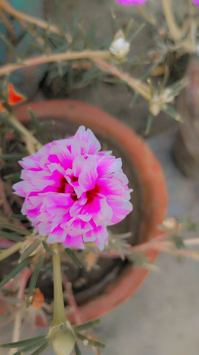 Good afternoon 🌺🌺🌺