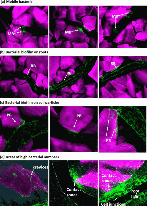 Latest work from Ilonka just out today! A study of the role of mobility and pore spaces in bacterial colonisation of plant roots 
microbiologyresearch.org/content/journa…