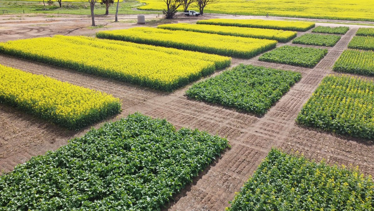 Delta Agribusiness WA tweet media