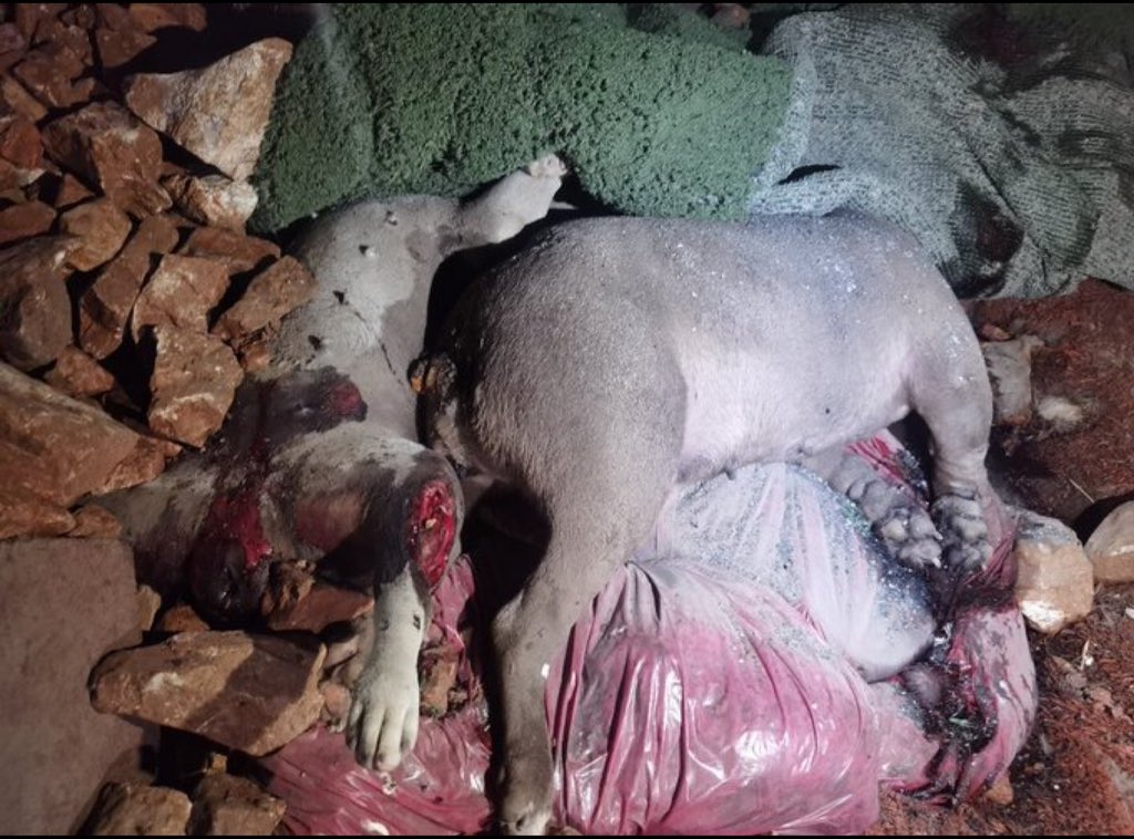 Yılların hatrına bir kahve içmişliğimizin bir selamlaşmamızın hatrına sormak istiyorum vicdanınız rahat mı? Sevilay Yılman,Fuat Uğur,Yıldız Tilbe,Fevzi Çakır. Bu vicdansızlık tek başına sizlerin değil tabi ki ama ben sizlere sormak istedim.#AltındağdaKatliamVar