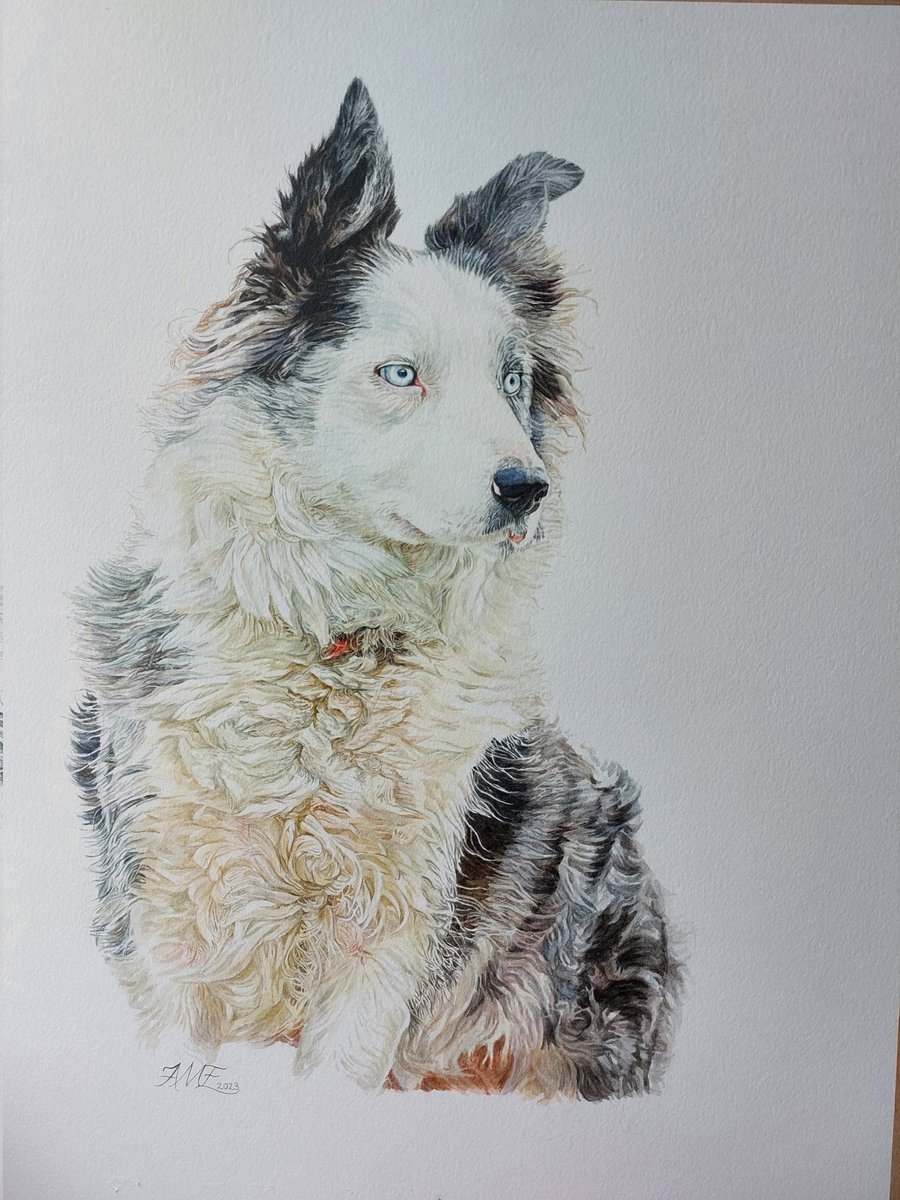 Swipe to see my biggest watercolour yet.
"Skye" a beautiful border collie.
Pls reshare 🙏
#watercolor #dogs <a href="/RSPCA_official/">RSPCA (England & Wales)</a>