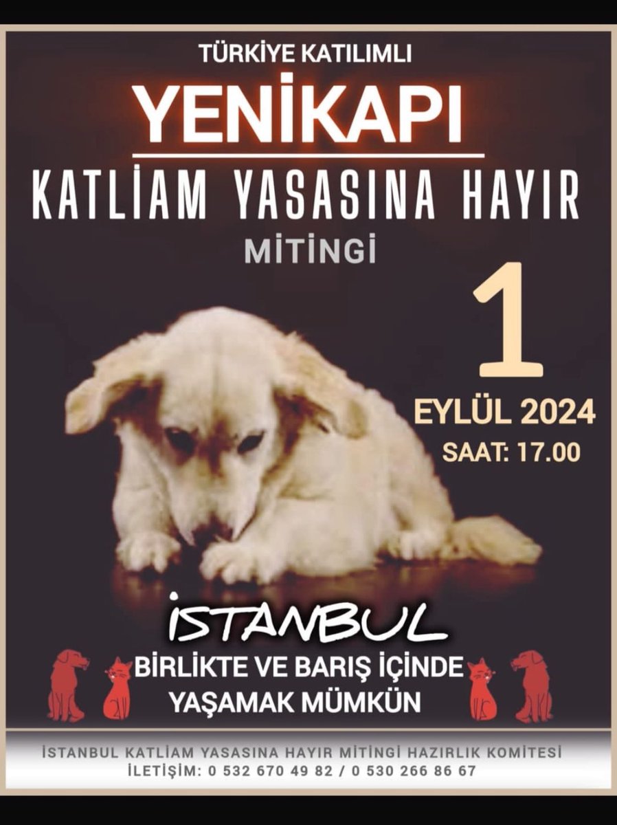 cattingwoman's tweet photo. Bu mitinge katılmayan kimseyle muhatap olmayacağım artık en az 100 bin kişi orda olalım
Bugün tenhadaki köpeklere yarın gözünüzün önündekine
Belediyelere köpek bile kısırlaştırmaya götüremiyoruz korkudan
Arkadaslar ses çıkarın ses! İnstagram için ortalığı yıktınız https://t.co/aTKgI8XZKd